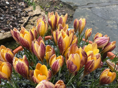 Crocus chrysanthus 'Advance' 